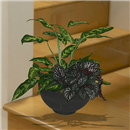 https://bonovo.isisflor.com/fileuploads/Produtos/Plantas Naturais/thumb__Isisflor_Composicao_de_Plantas_02.png